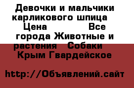 Девочки и мальчики карликового шпица  › Цена ­ 20 000 - Все города Животные и растения » Собаки   . Крым,Гвардейское